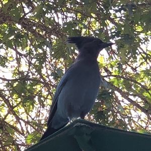 Meet your Posher, Vik